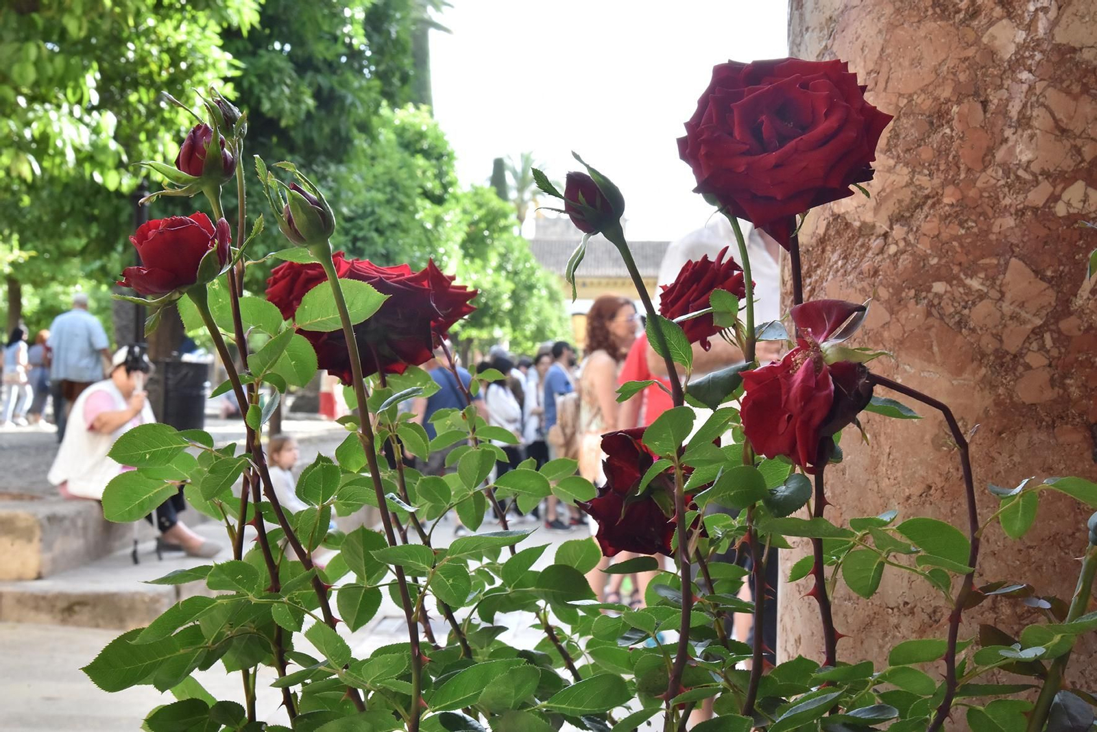 La nueva ornamentación floral del Patio de los Naranjos de la Mezquita de Córdoba, en imágenes