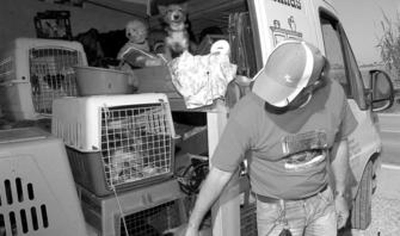 Un voluntario de 'Animal in need' carga un buen número de ejemplares pequeños, rumbo a su adopción.