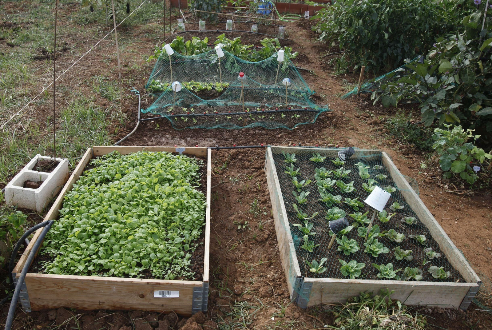 Productos ecológicos cultivados en uno de los huertos urbanos municipales en Sevilla.