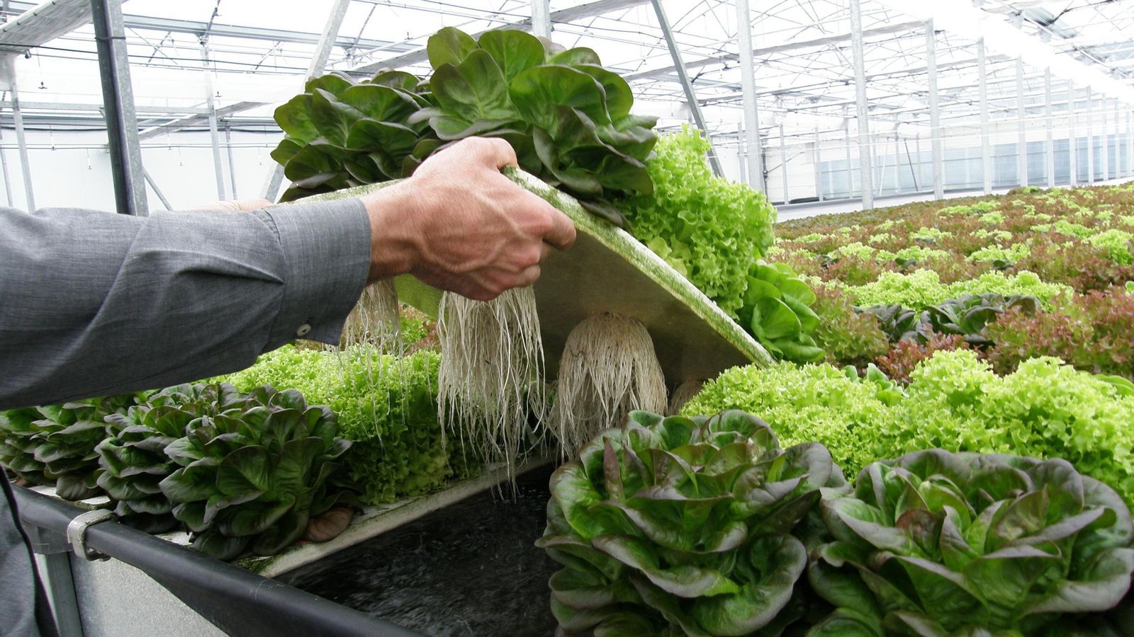 Cultivo hidropónico de hoja en Pulpí.