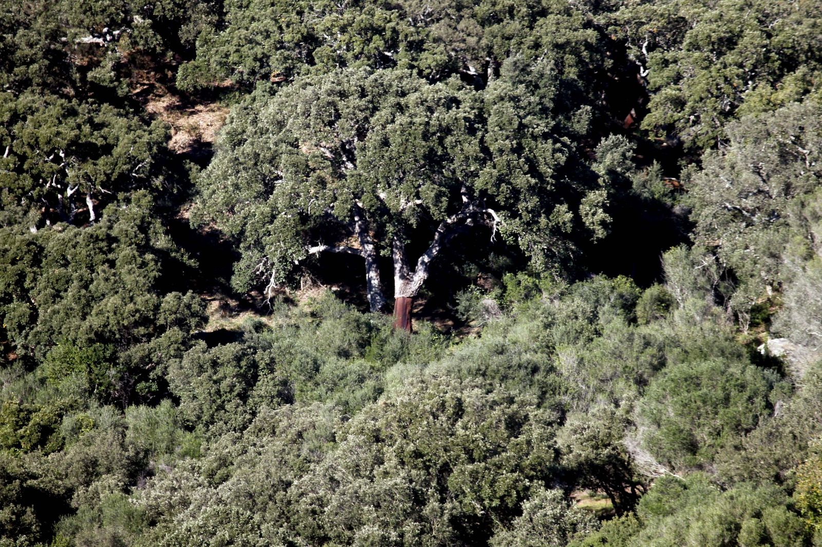 Zona del Parque Natural de Los Alcornocales en el término de Los Barrios.