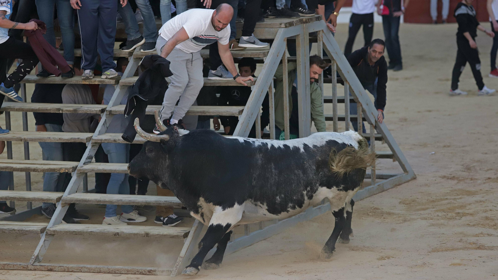 Toro de la Víspera en Los Barrios