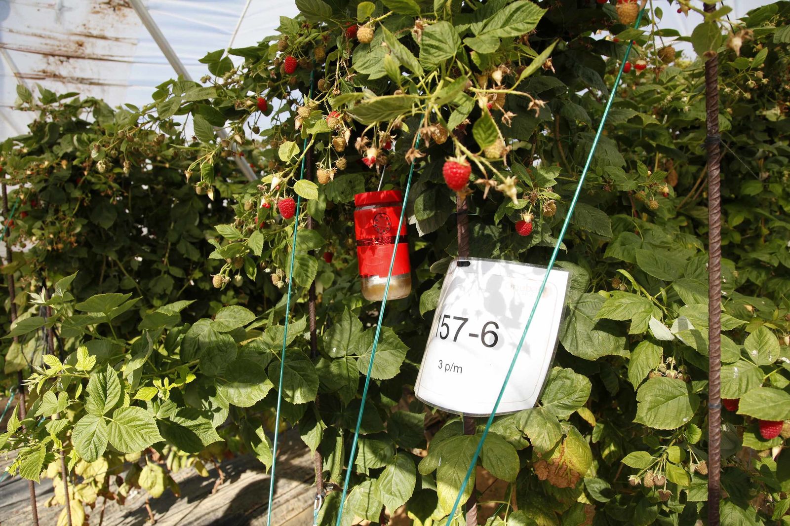 Inauguración de la finca experimental de  Onubafruit