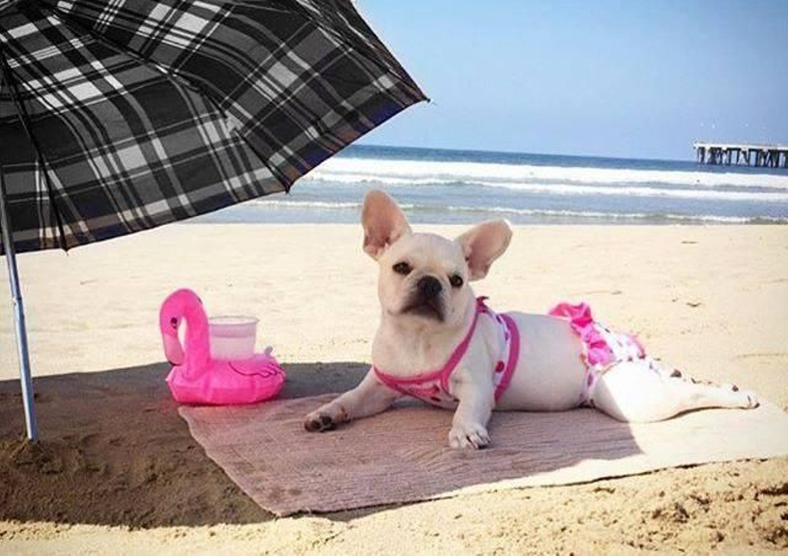 Beneficios de tomar el sol en los perros Beneficios de tomar el sol en los perros