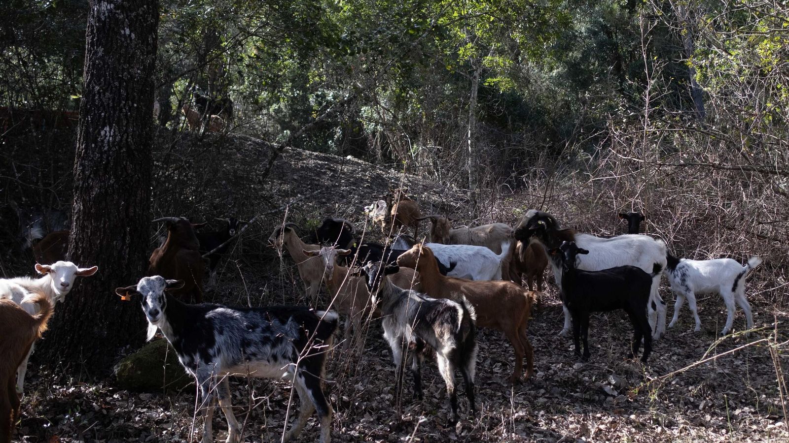 Las cabras han comenzado a pastar en los montes públicos del municipio.