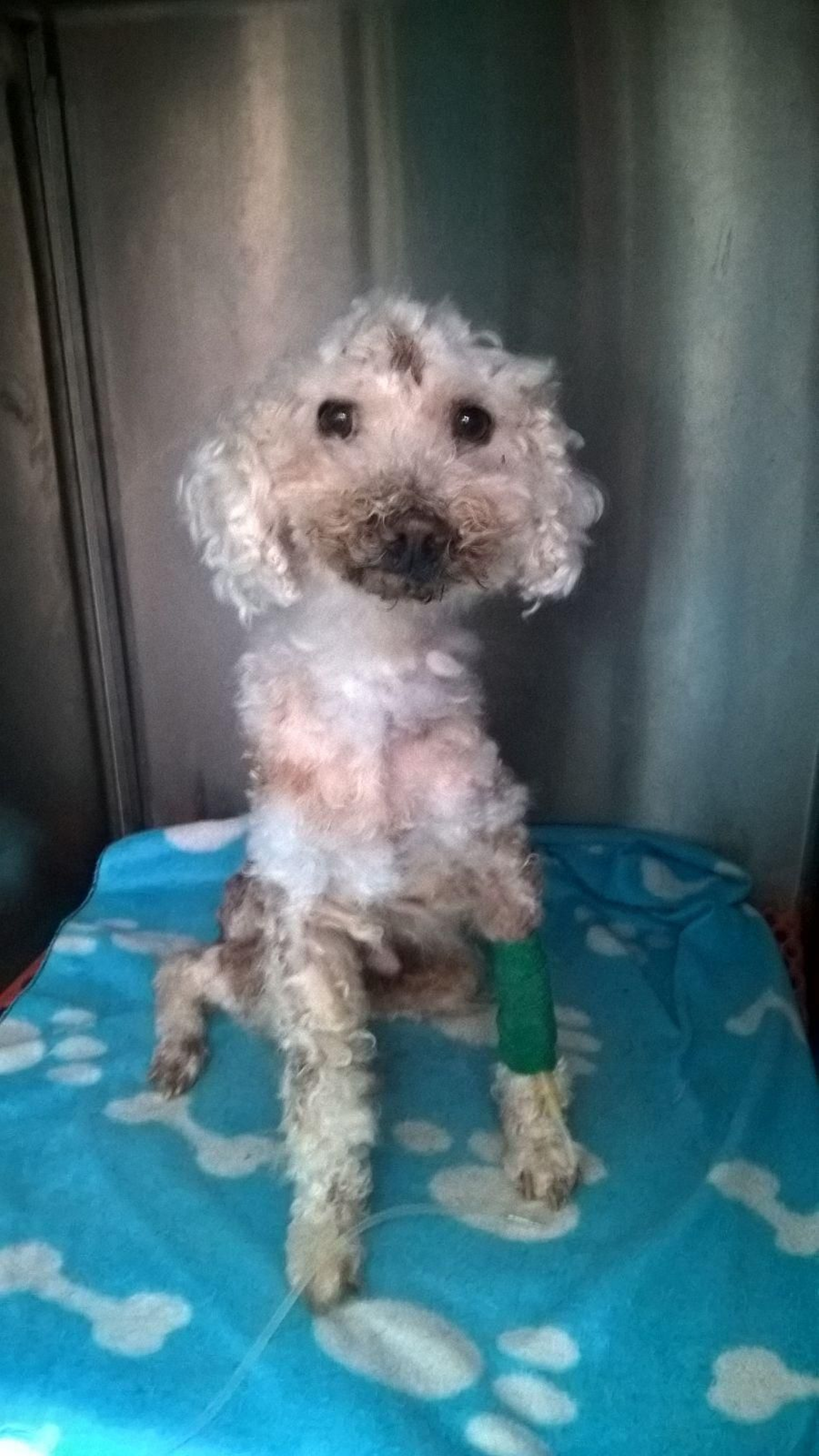 El perro, una vez pelado y curado.