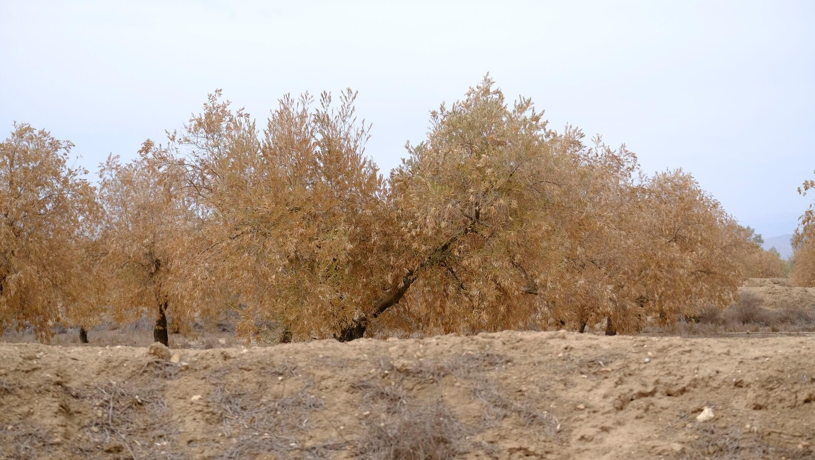 FINANZAS-ECONOMÍA-AGRI (8410036).jpg