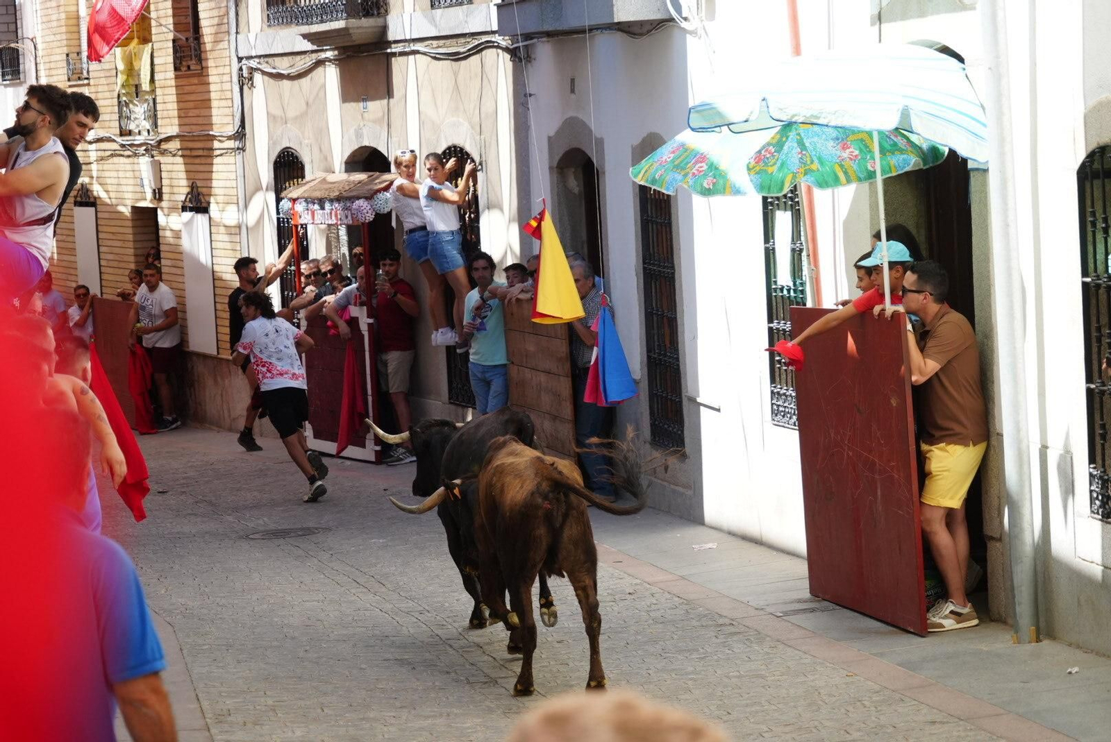 El primer encierro de vaquillas en El Viso, en imágenes