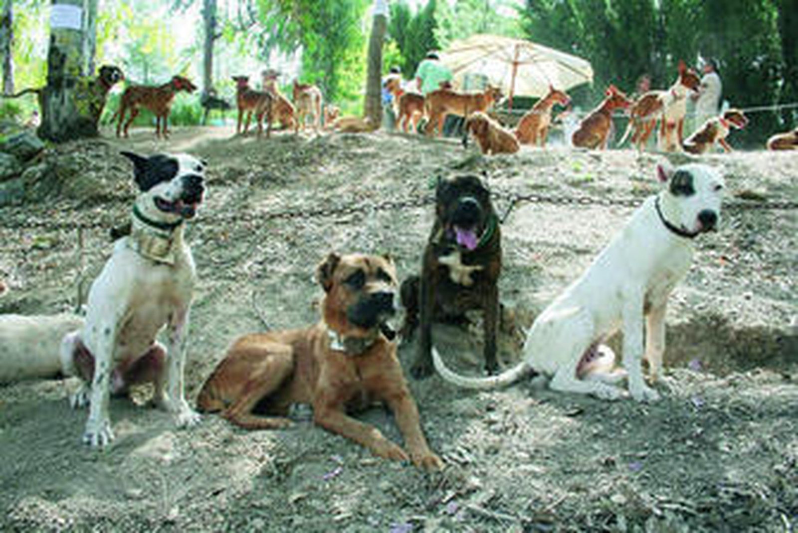 Perros participantes en citas anteriores.