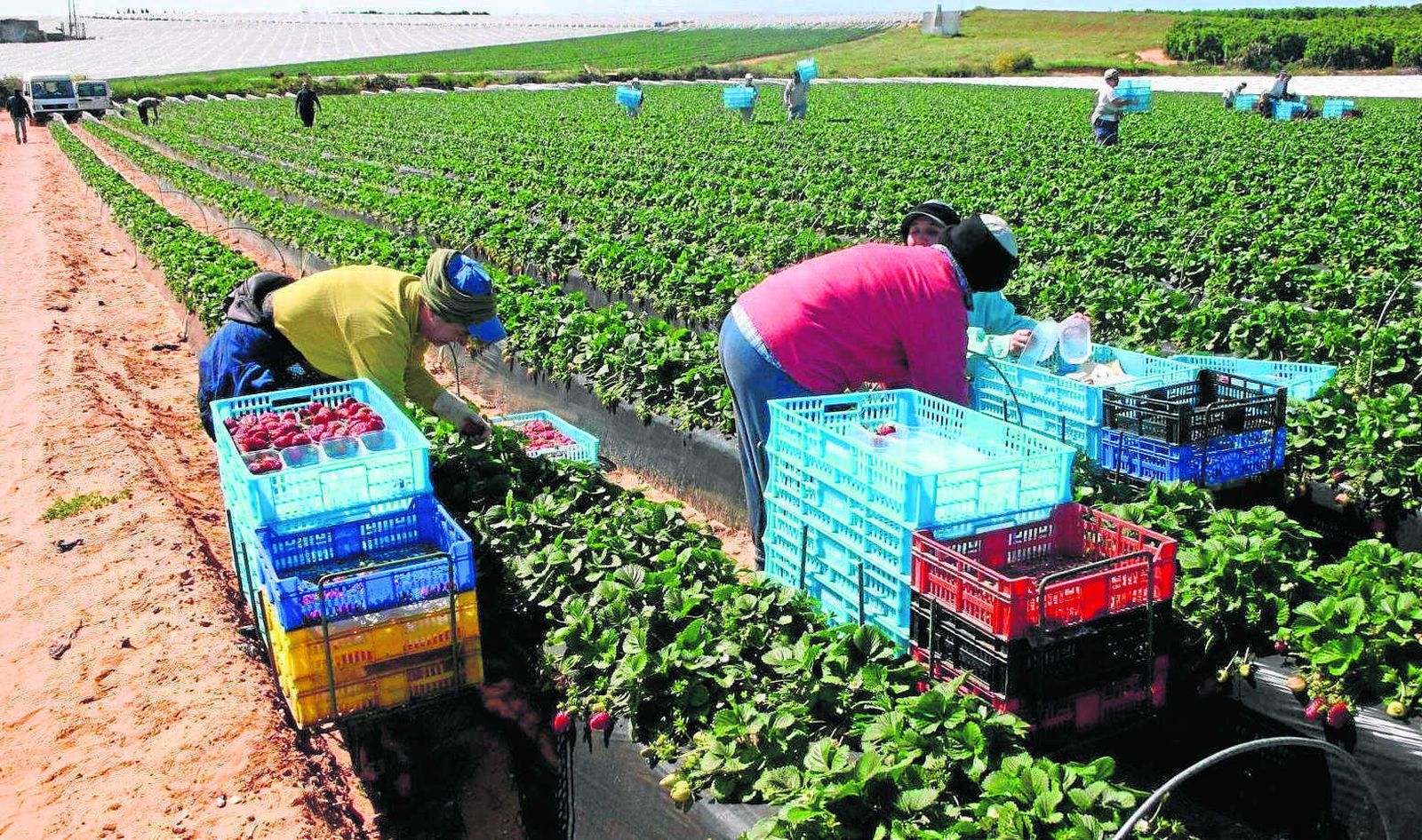 Varios trabajadores recogen fresas.