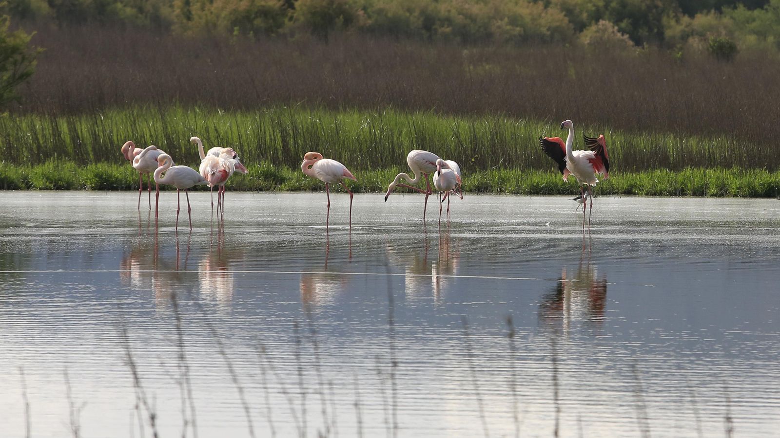 Los flamencos en la Laguna de Fuente de Piedra, en fotos Los flamencos en la Laguna de Fuente de Piedra, en fotos