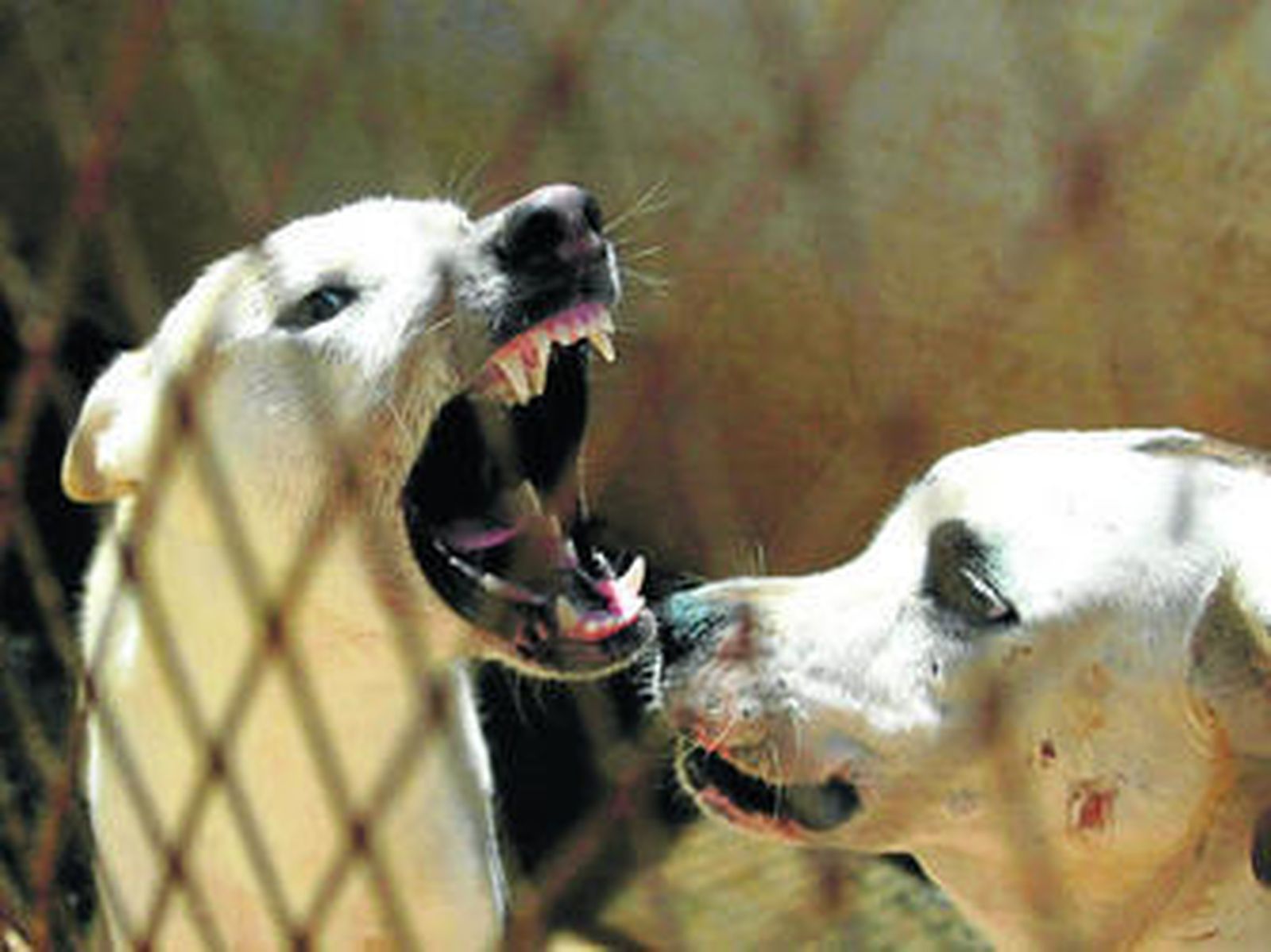 1885Los guardias municipales acaban a sablazos con un perro rabioso