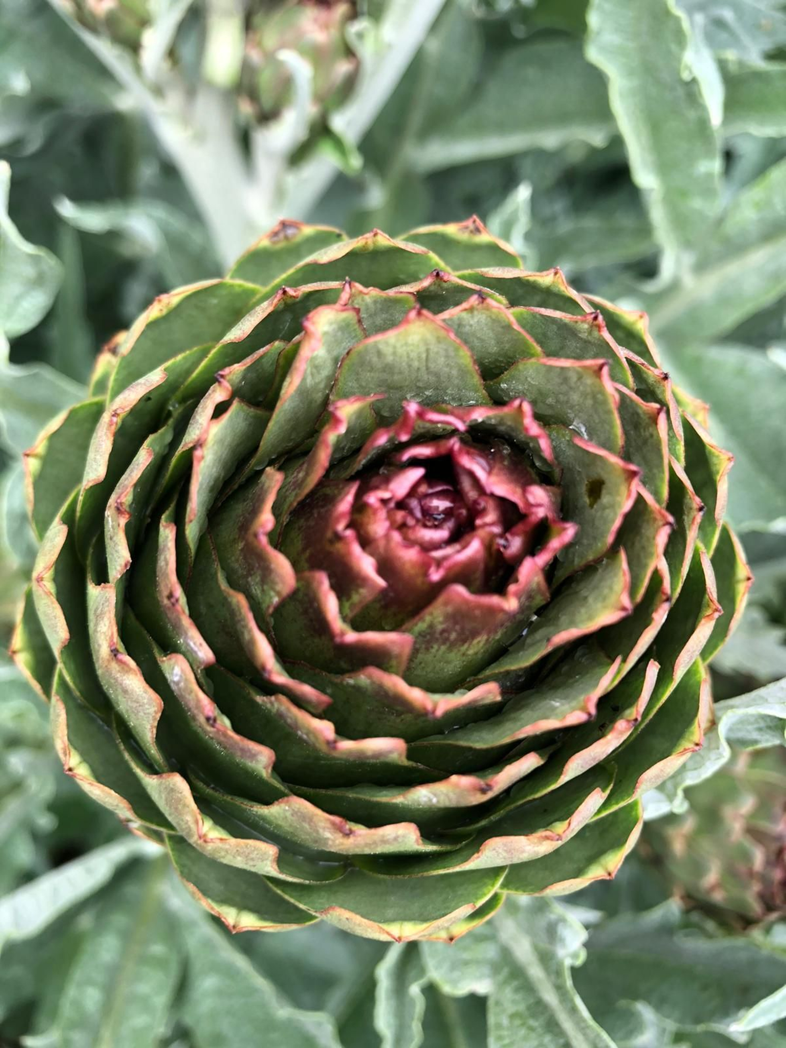 Las fotografías de la primavera en la Campiña de Córdoba
