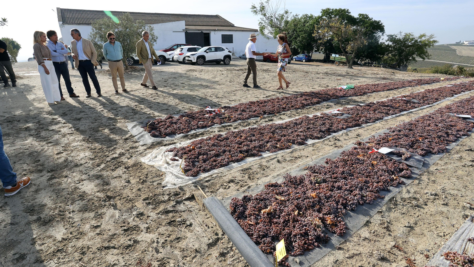 Vinos ecológicos con uva Pedro Ximénez