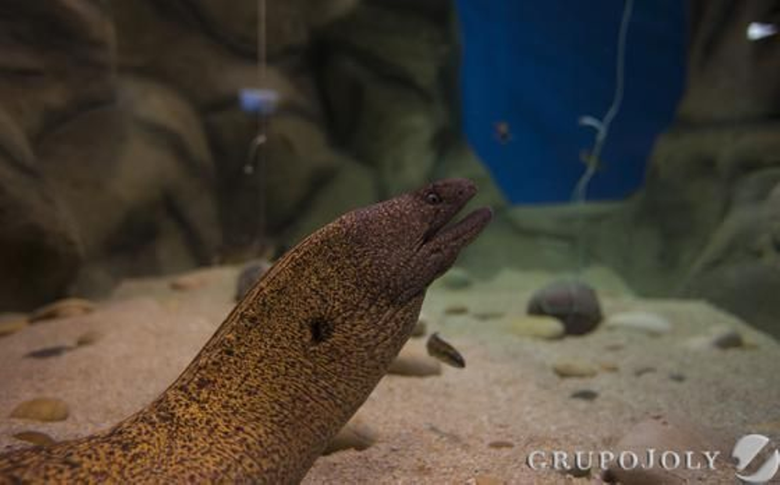 Foto: Antonio Pizarro