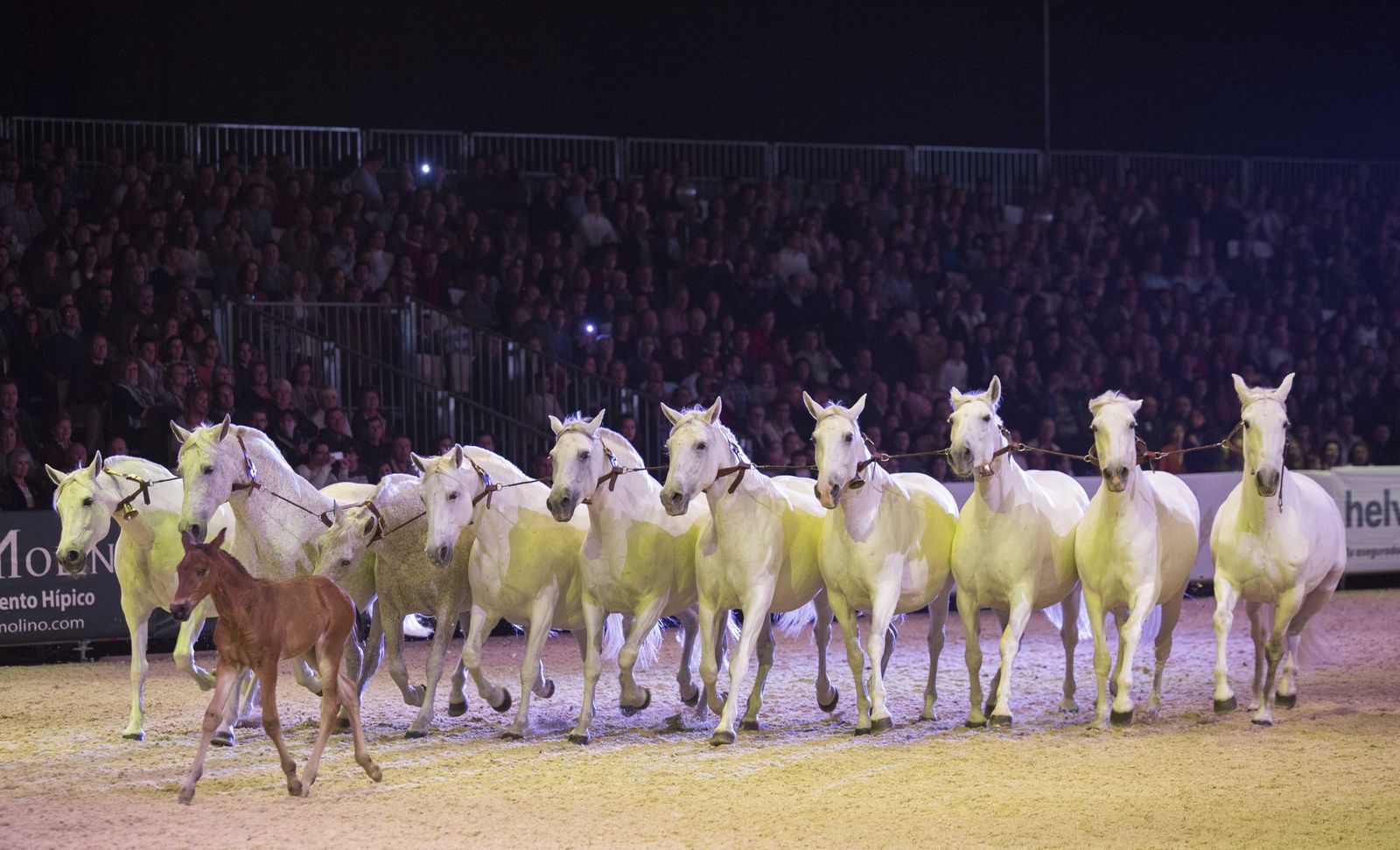 Espectáculo inaugural de Sicab