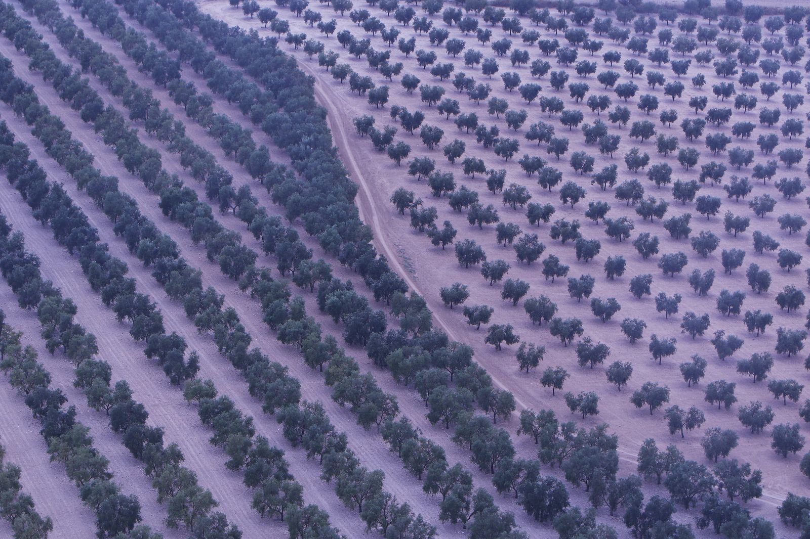 Reportaje sobre el aceite de oliva