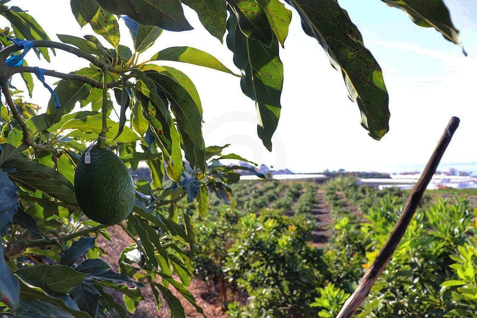 Una finca con aguacates, en una imagen de archivo Una finca con aguacates, en una imagen de archivo