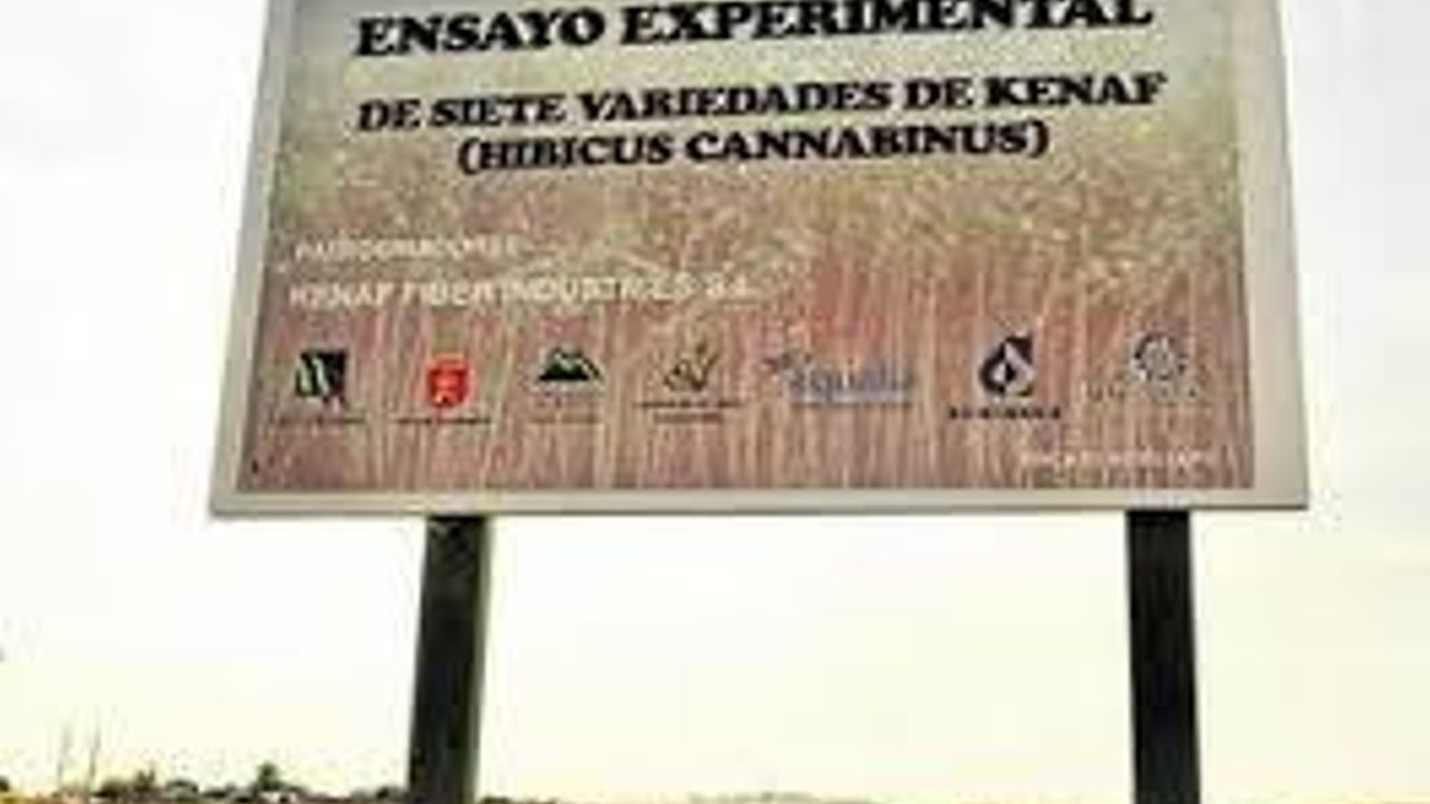 Plantación experimental de cáñamo en Villamartín en el año 2015