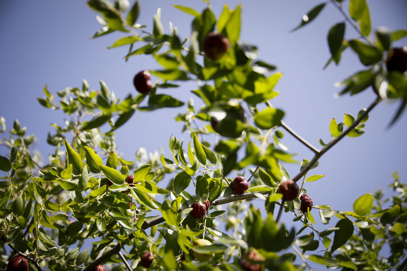 Imágenes del cultivo de azufaifas en Abrucena