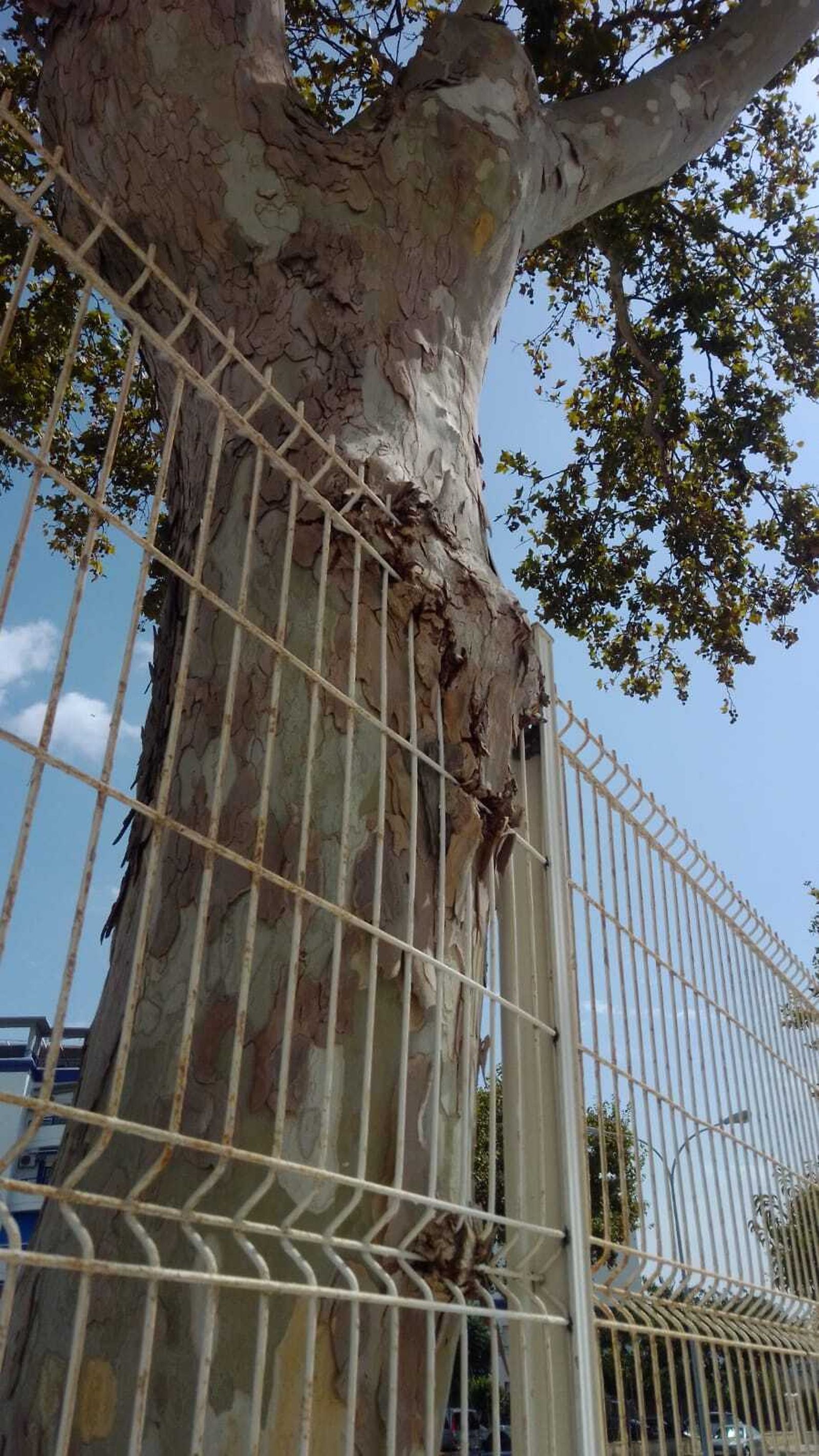 El arbolado se ha desplazado hacia la valla.