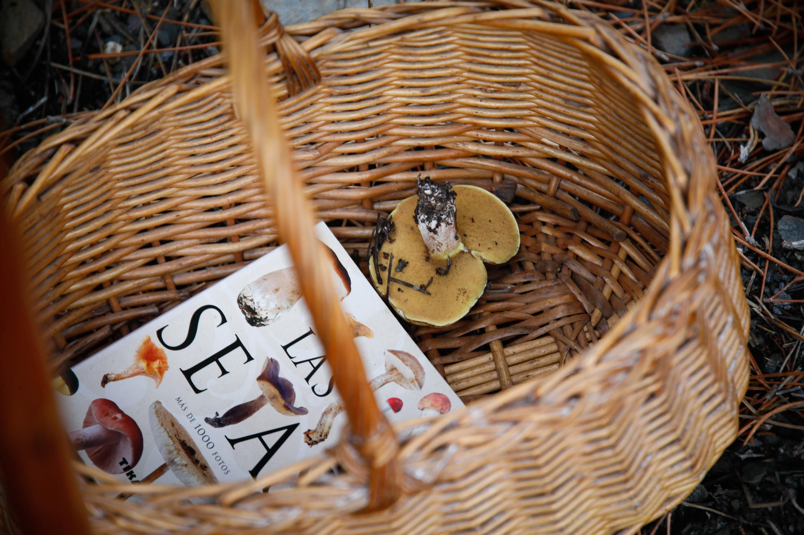 La ruta recolectora de setas en Abla por las XIX Jornadas Micológicas, en imágenes