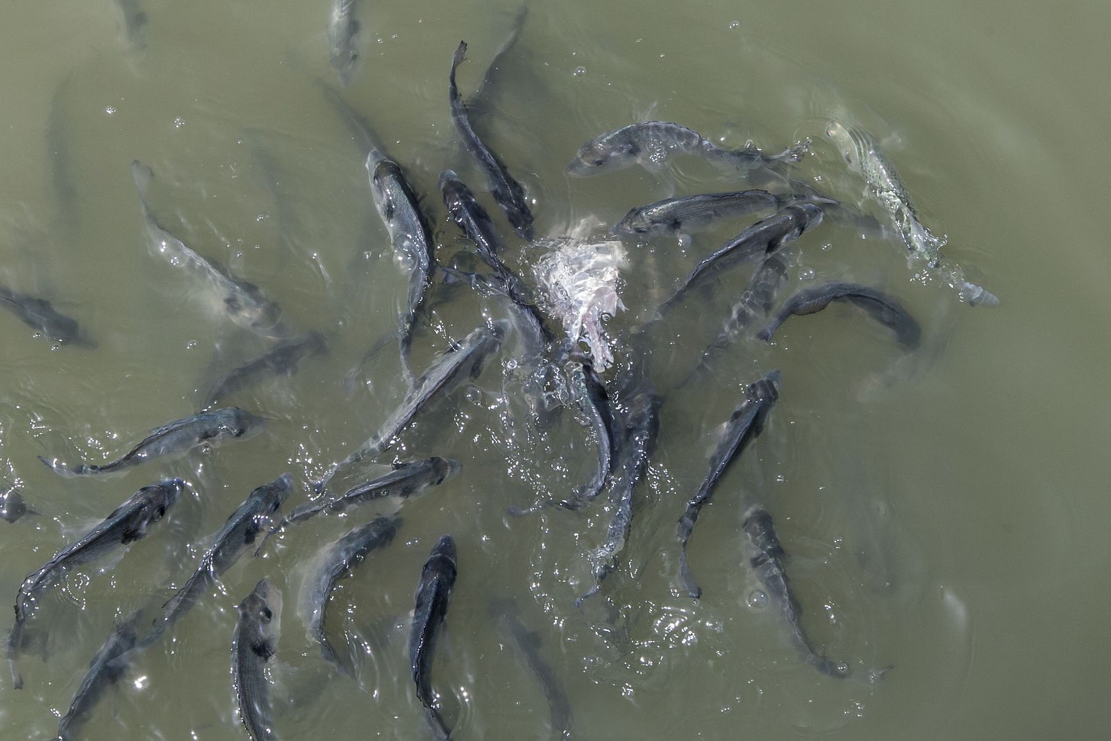 100.000 doradas en peligro