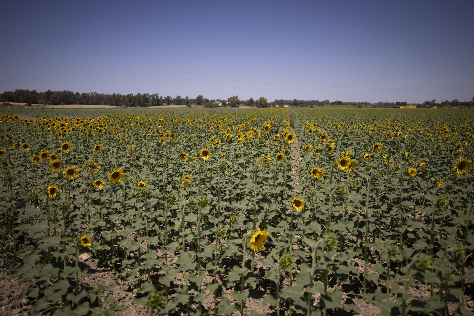Las fotos de la sequía que sufren los cultivos de arroz en Isla Mayor