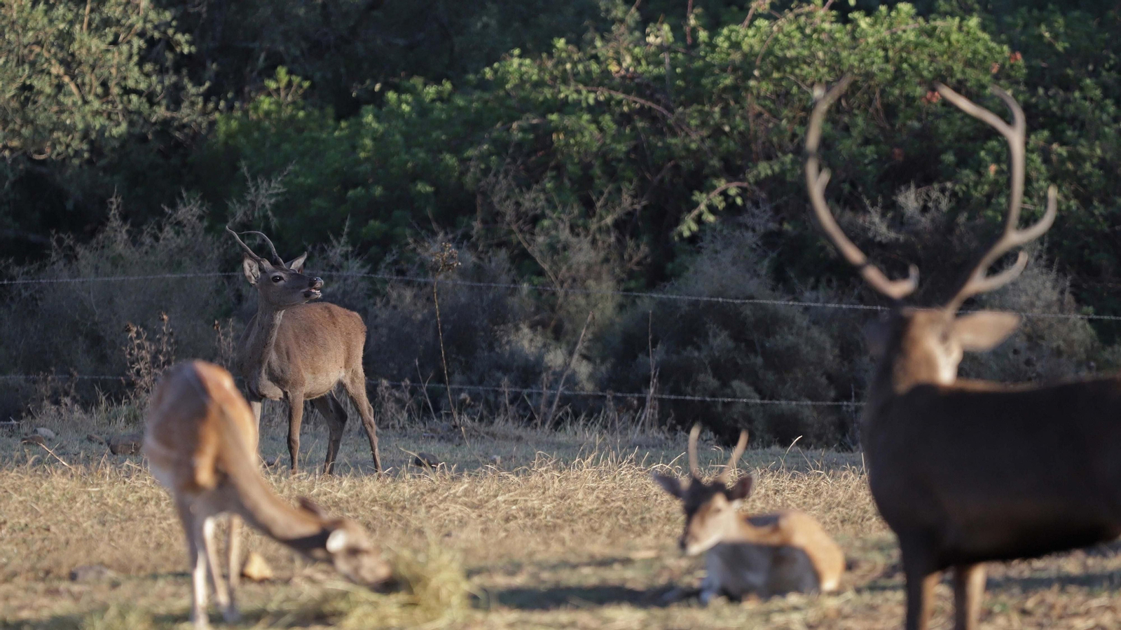 Fotos de la berrea en el Parque Natural de Los Alcornocales
