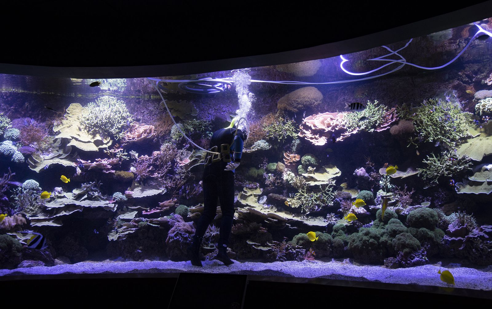 La reapertura del acuario de Sevilla, en imágenes