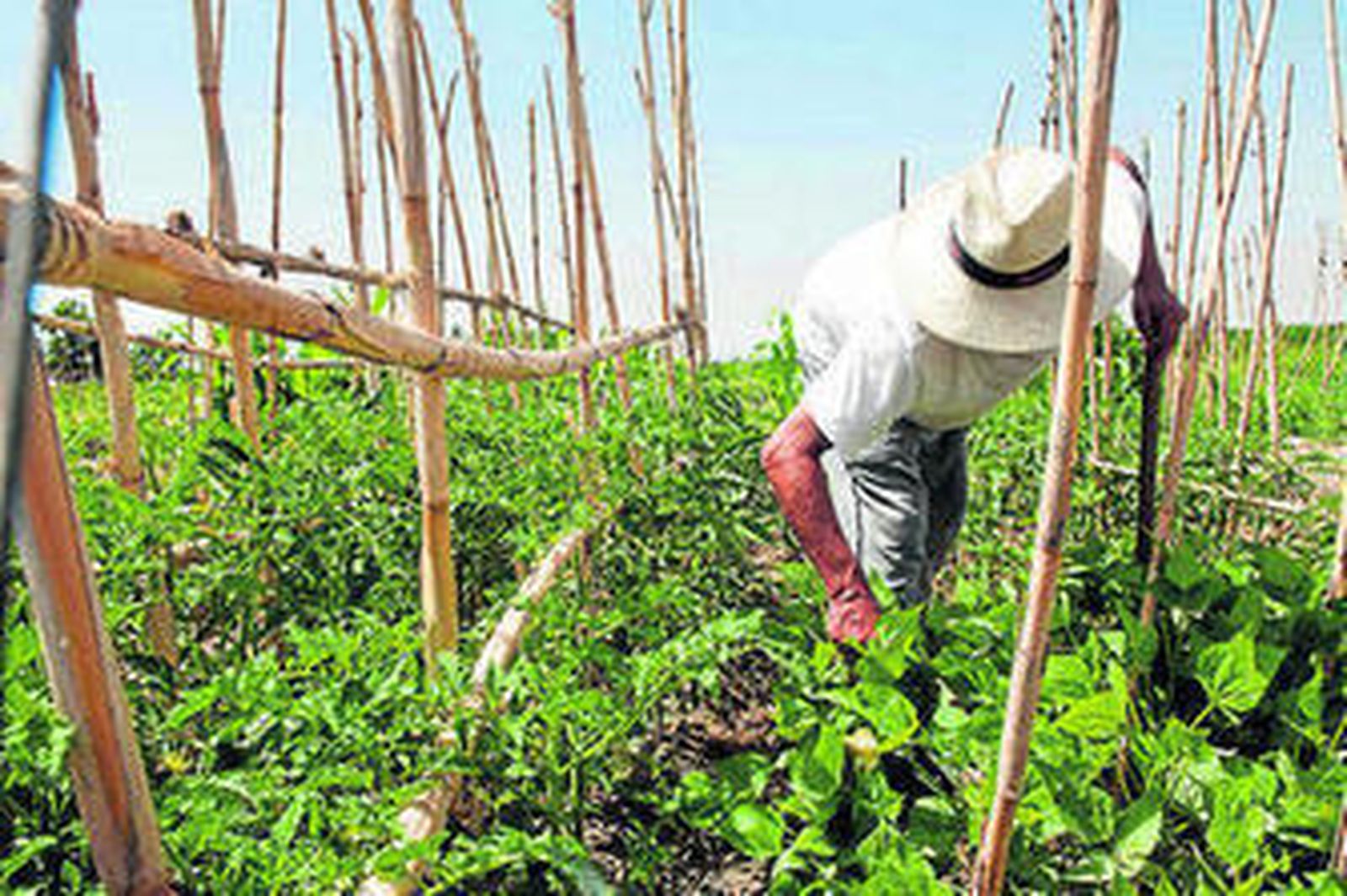 El pago básico es el más solicitado.