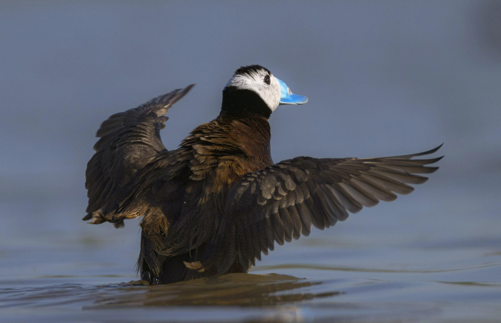 Doñana, imágenes de un mosaico de ecosistemas único