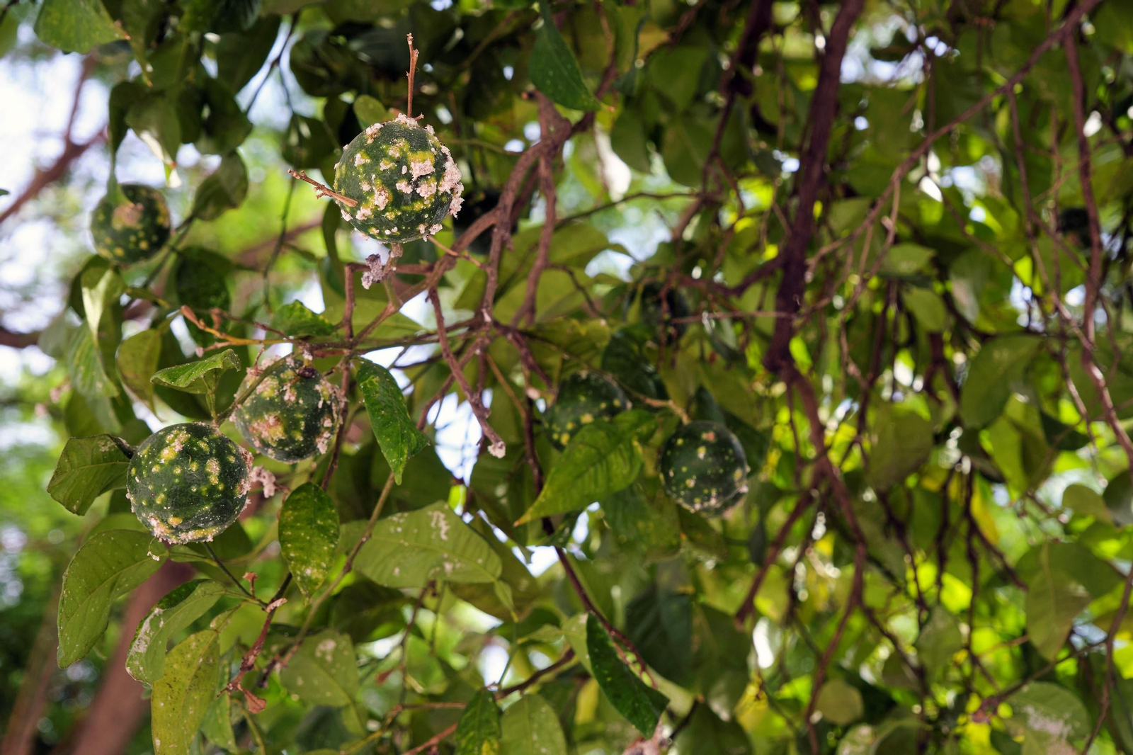 Así están los naranjos de Sevilla