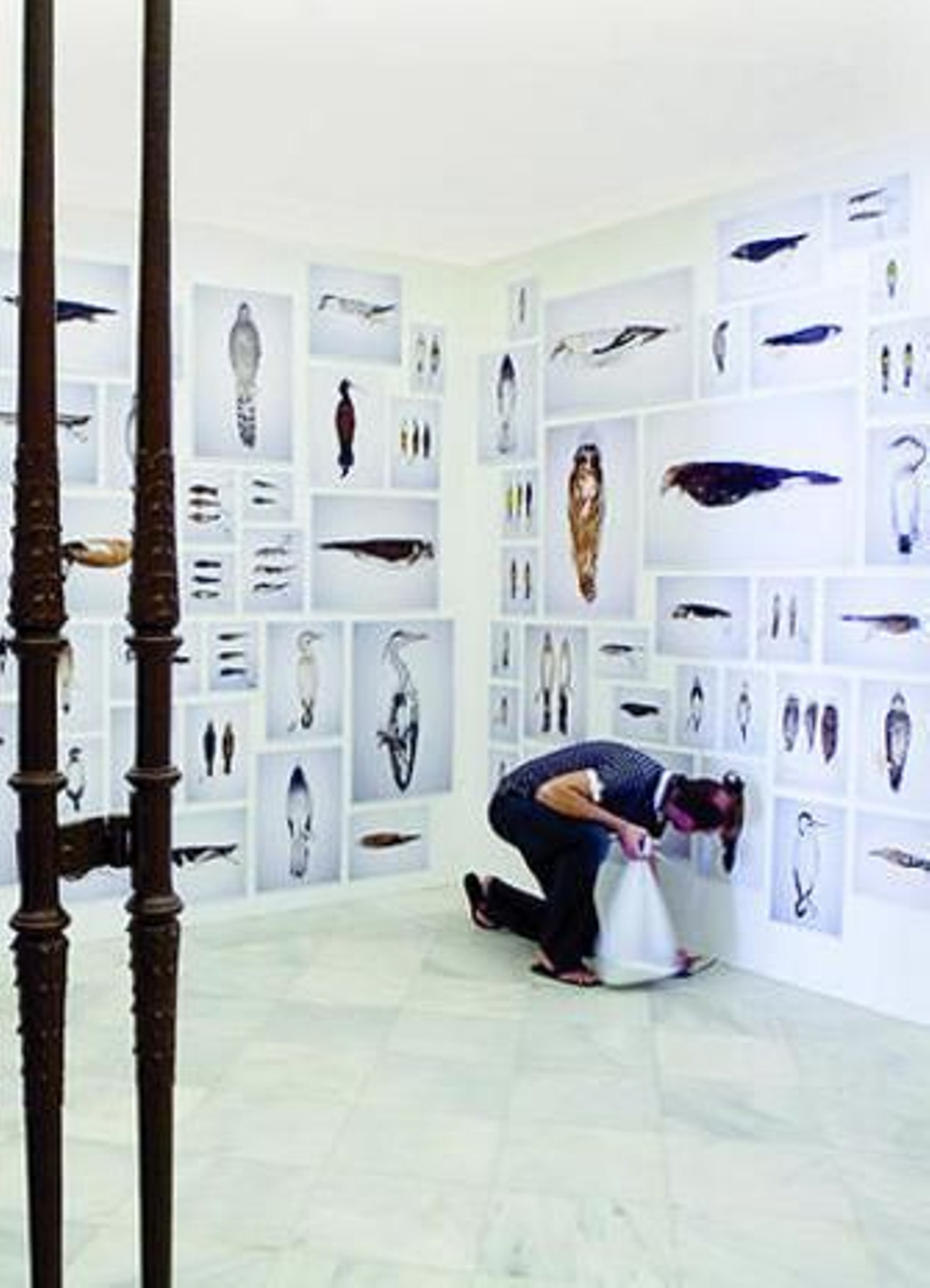 Fotografías de pájaros disecados de Juan del Junco, en el CAAC.