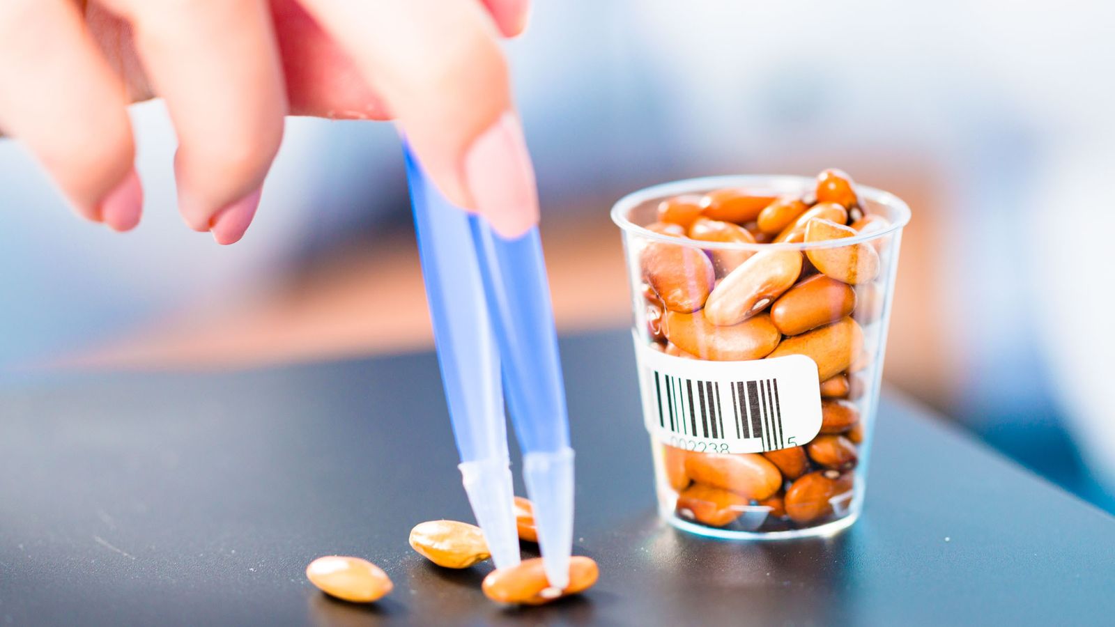 Trabajo selectivo y genético con semillas y granos en un laboratorio científico.