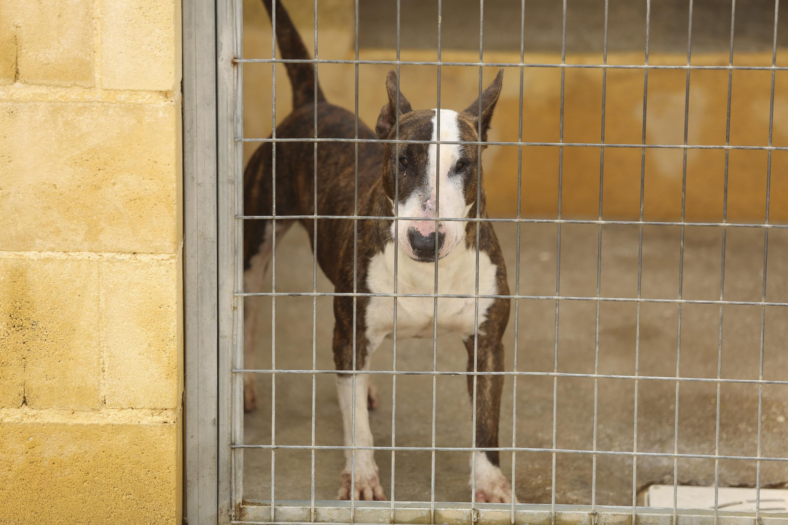 Las fotos de los animales de la Protectora de Málaga Las fotos de los animales de la Protectora de Málaga