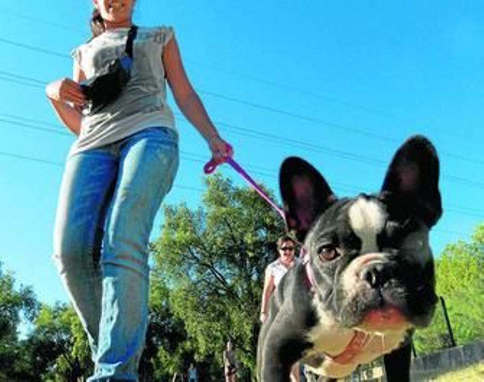 Mascotas con buenos modales
