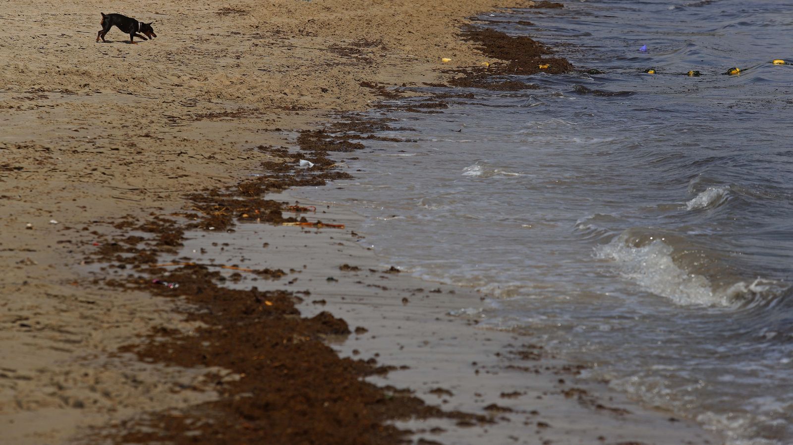 Fotos del alga invasora en El Rinconcillo