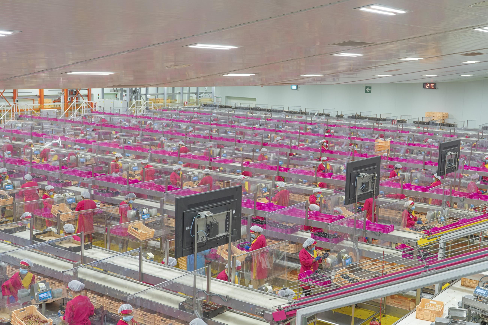 Moyca Grapes, referente nacional en la producción de uvas