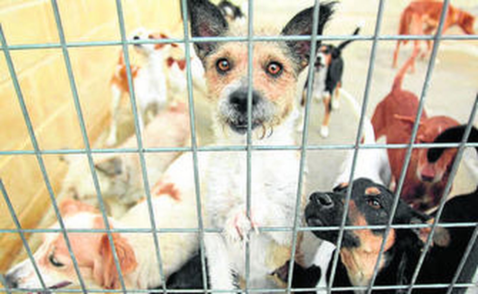 Perros en la Protectora de Animales de Málaga.