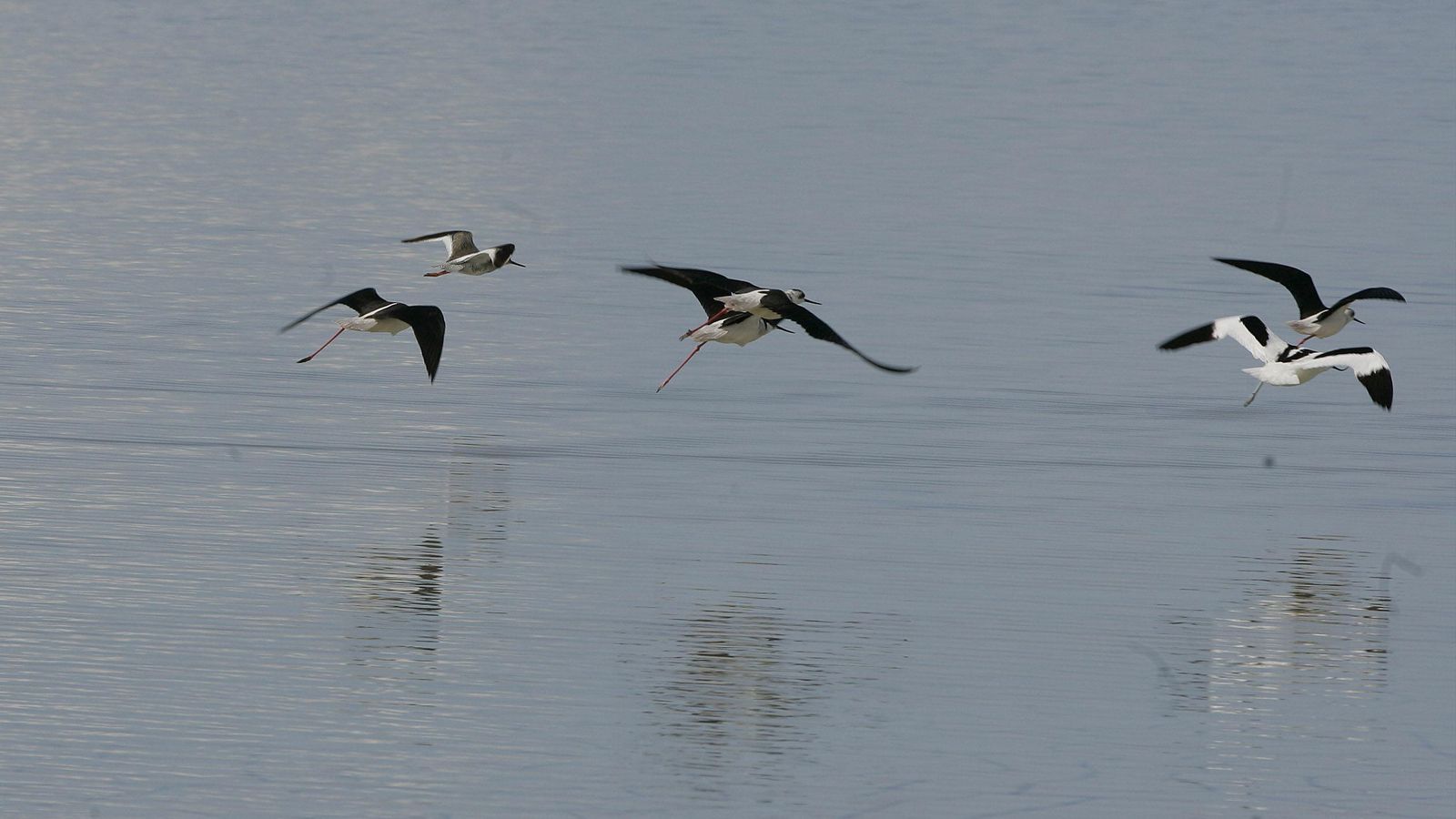 Diez lugares para el avistamiento de aves en Andalucía