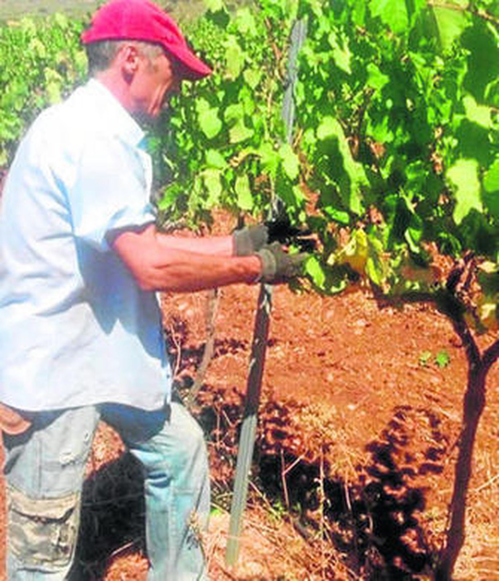 El sector del vino toma impulso