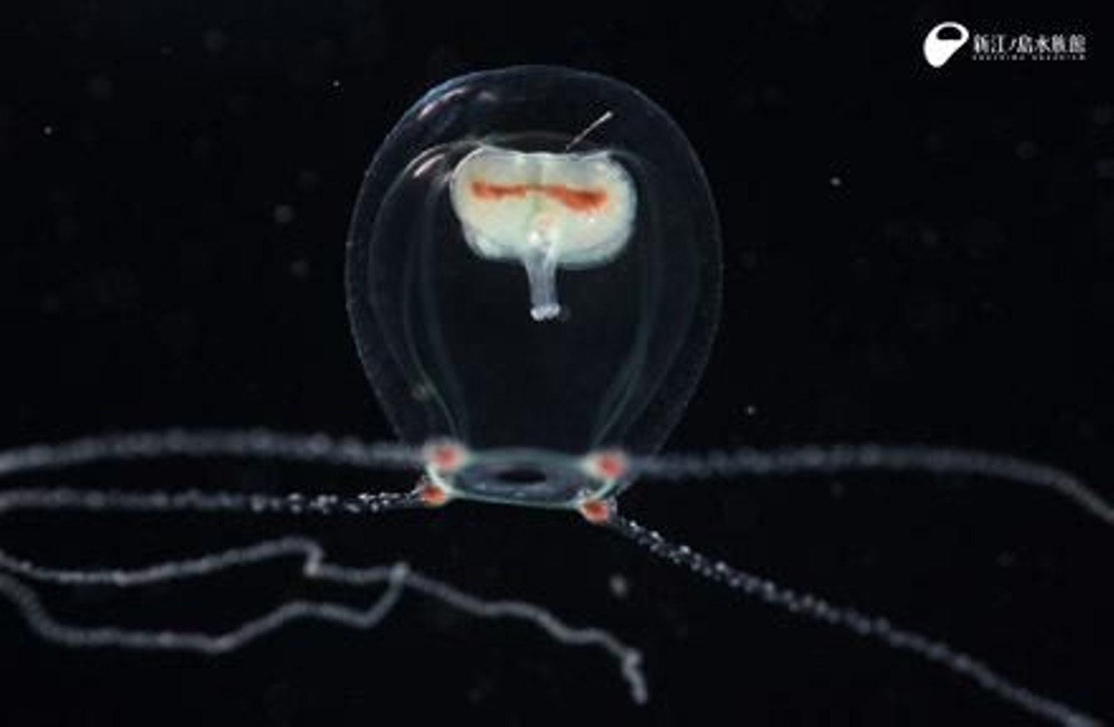 Identifican una nueva especie de medusa: la wataboshi