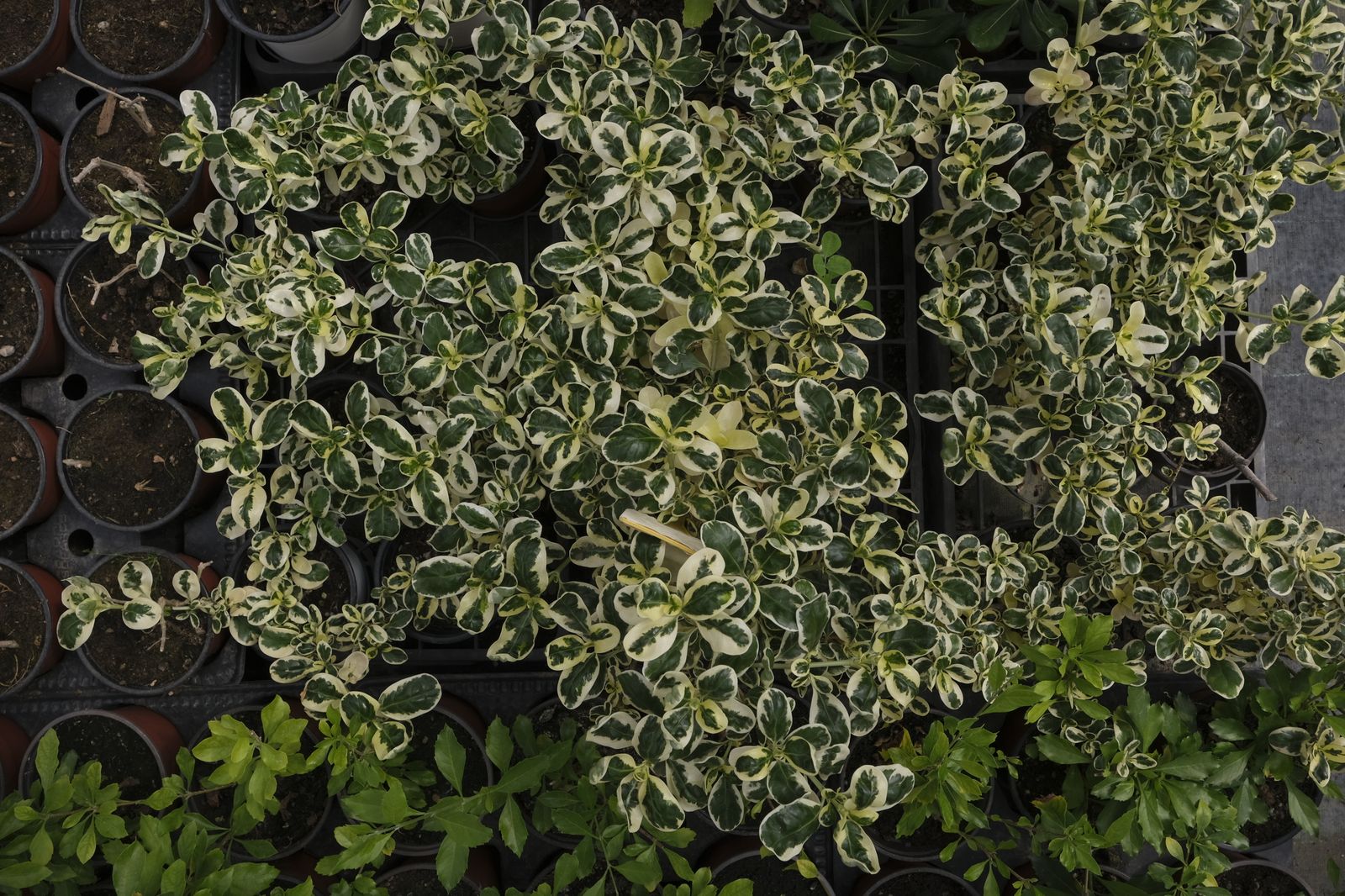 Fotogalería de la visita al vivero municipal de Almería.