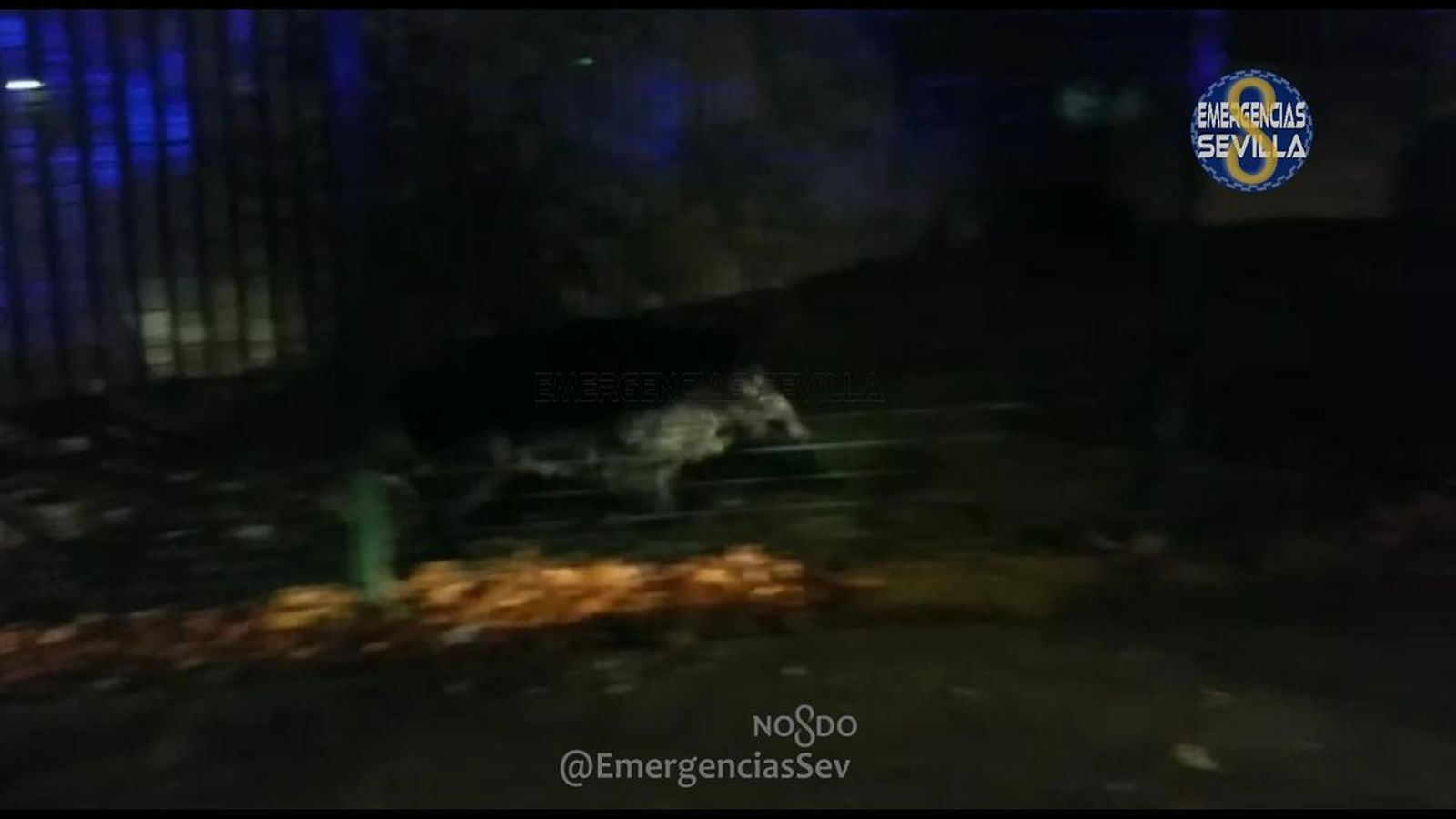 Otra imagen del jabalí por el entorno de la Avenida Carlos III.