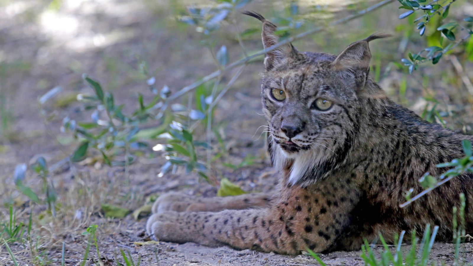 Reapertura del Zoo de Jerez