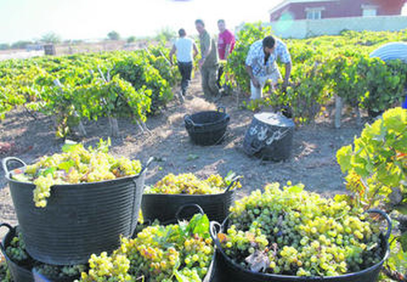 Trabajos que se desarrollaron ayer en una de la viñas de la ciudad.
