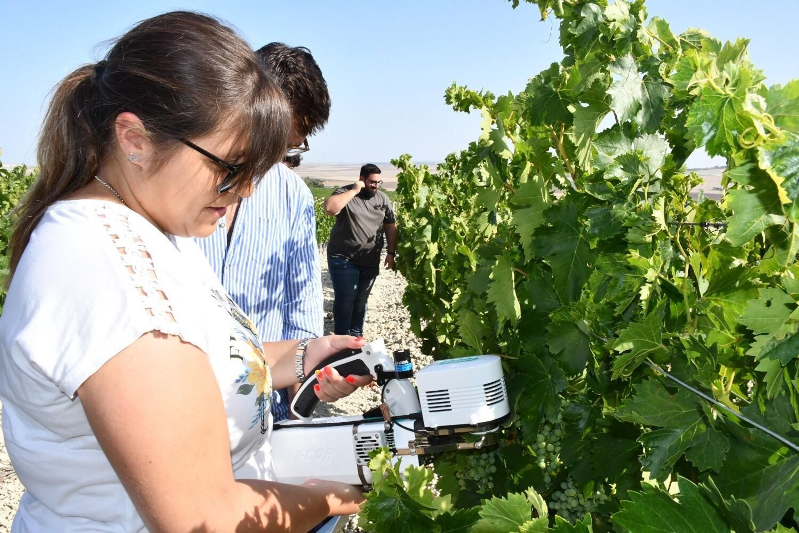Trabajo de campo del proyecto de cultivo de uva ecológica en la Viña Dos Mercedes, de Williams & Humbert.
