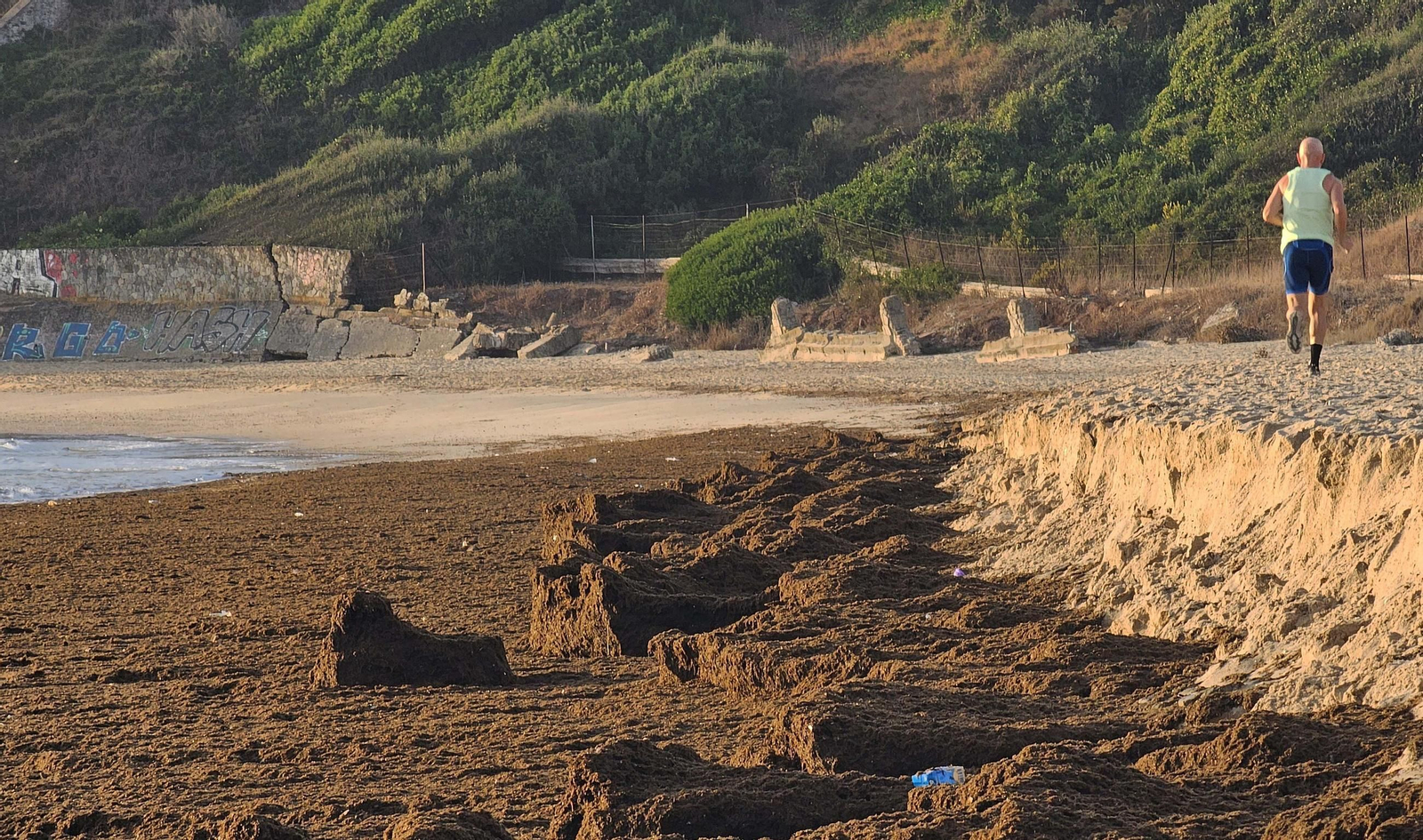 Fotos del nuevo arribazón de alga asiática en la playa de Getares de Algeciras