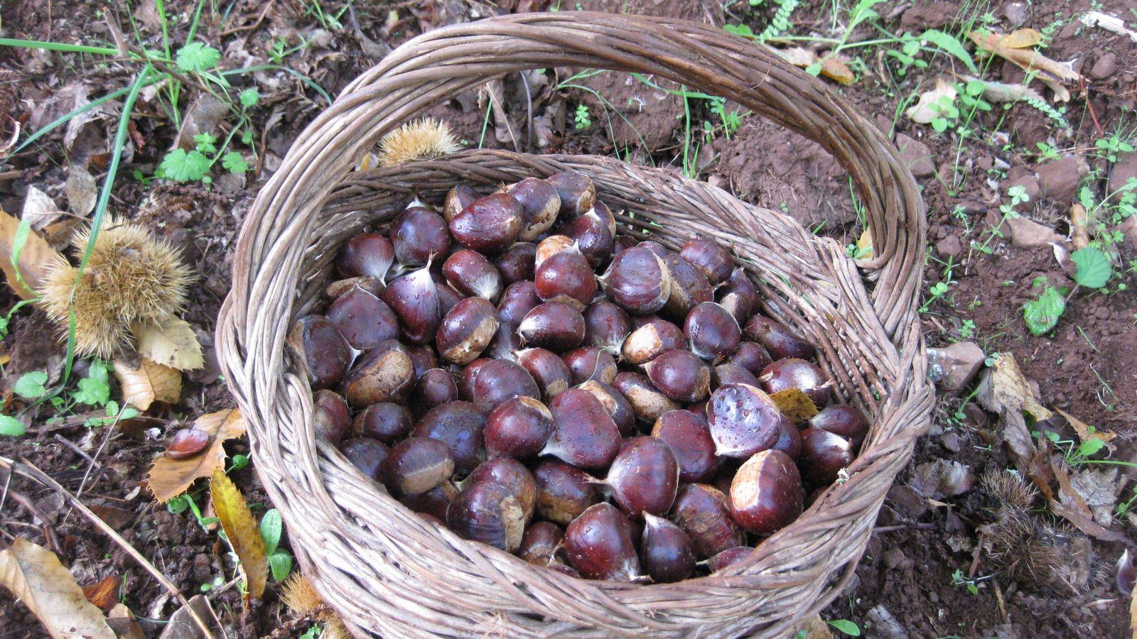 Una cesta llena de castañas en Huelva.
